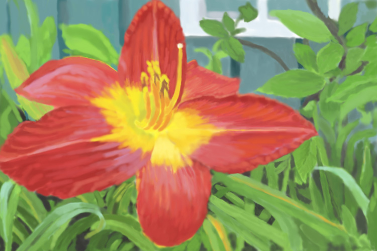 red daylily by Lauren Edmond
